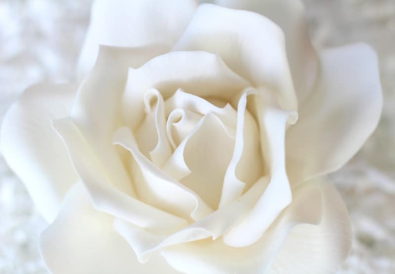 White Gumpaste Rose