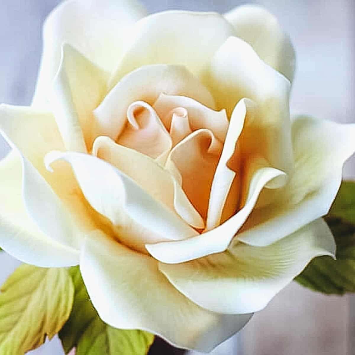 🌹GRANDE ROSE EN PÂTE À SUCRE 🌹 / BEAUTIFUL GUMPASTE ROSE TUTORIAL 