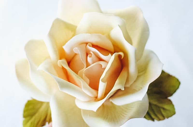 Rose made from gumpaste.
