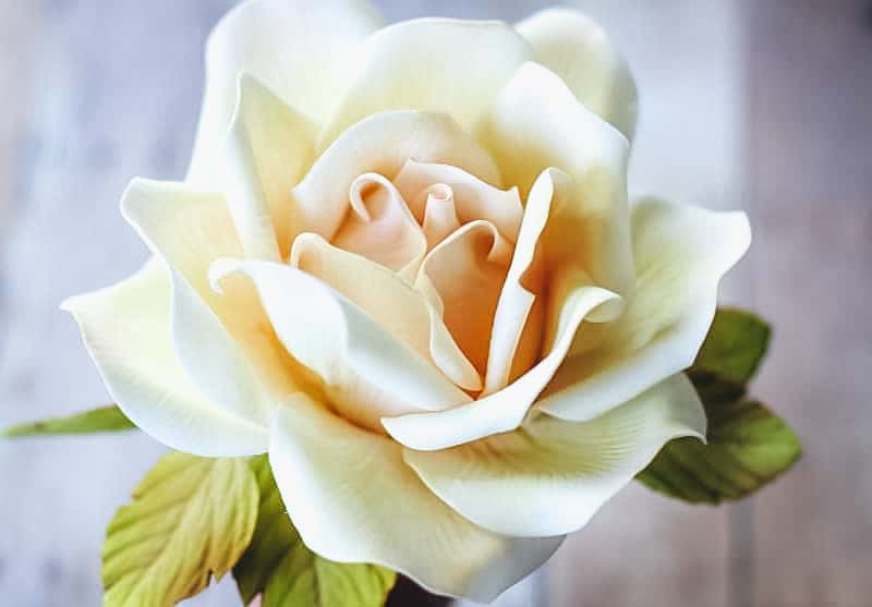 Close up of large gumpaste rose.