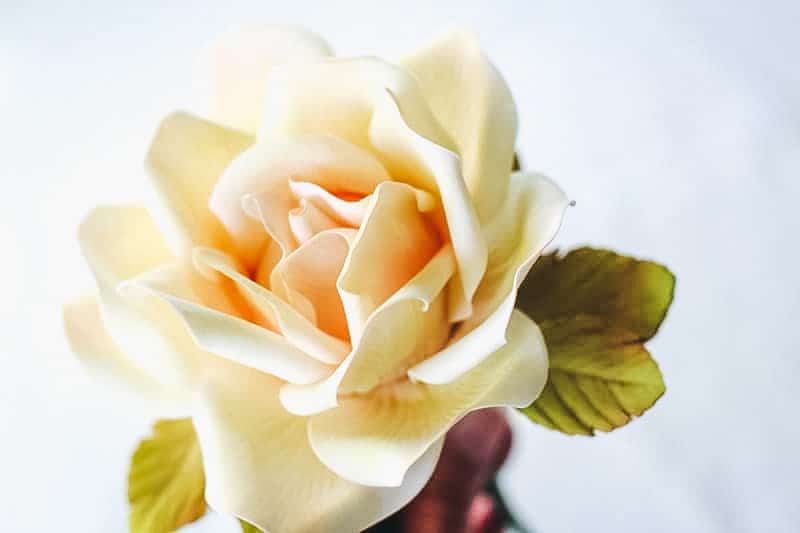 Side view of gumpaste rose.