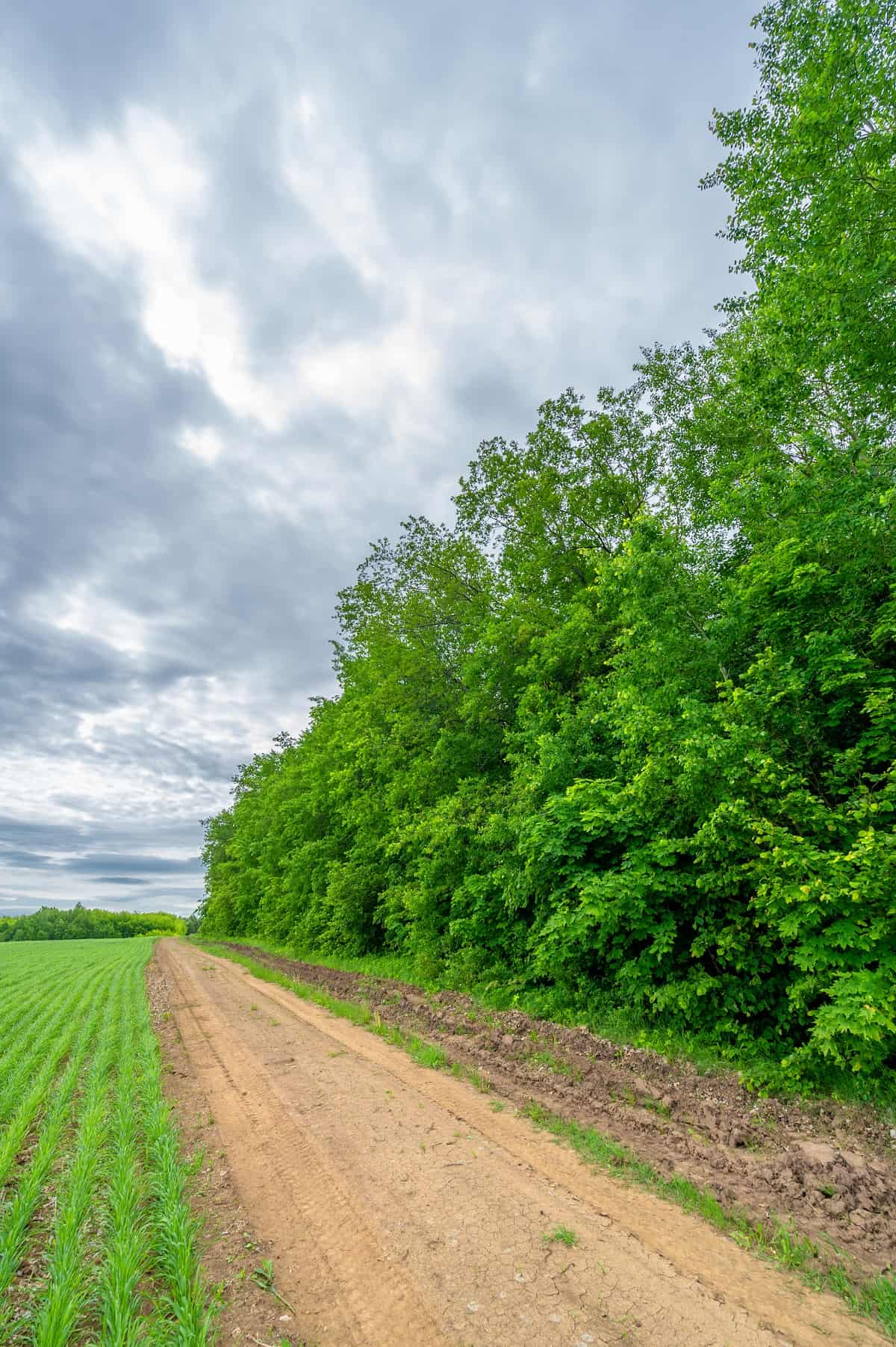 Dirt road with grass and trees.