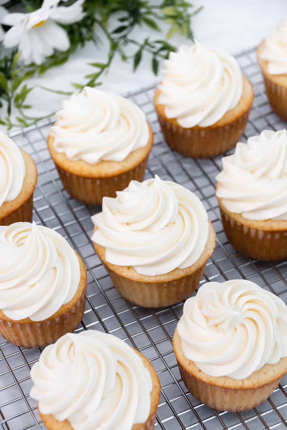 Vanilla cupcakes with vanilla whipped frosting.